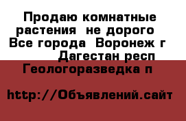 Продаю комнатные растения  не дорого - Все города, Воронеж г.  »    . Дагестан респ.,Геологоразведка п.